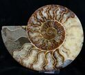 Gorgeous Polished Ammonite Pair - Agatized #11783-2